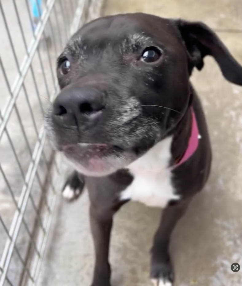 Gisele the senior pit bull